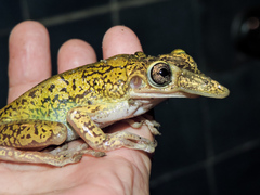 Triprion spatulatus