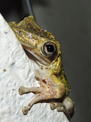 Triprion spatulatus