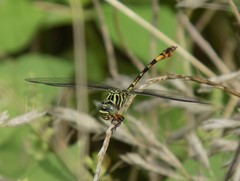 Aphylla angustifolia