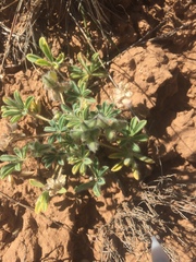 Lupinus brevicaulis
