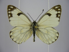 Pontia helice johnstonii