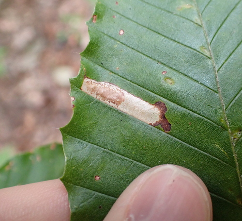 Beech Midget photo 5