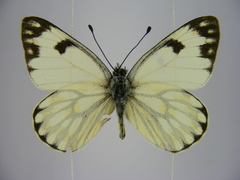 Pontia helice johnstonii