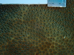 Stephanocoenia intersepta