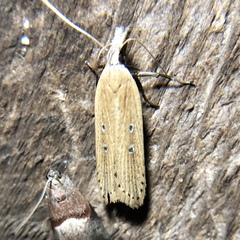 Dichomeris bipunctellus