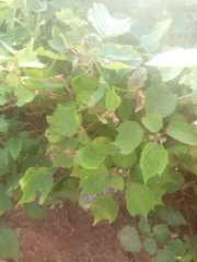 Triumfetta pentandra