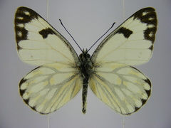Pontia helice johnstonii