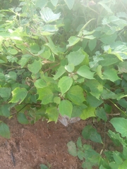 Triumfetta pentandra