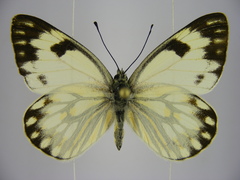Pontia helice johnstonii
