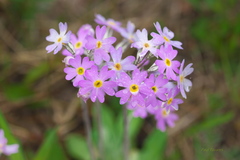 Primula laurentiana