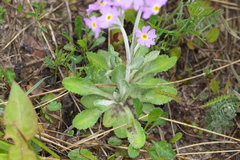 Primula laurentiana