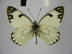 Pontia helice johnstonii