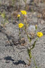 Senecio coronopifolius subdentatus
