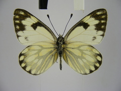 Pontia helice johnstonii