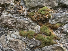 Ulota crispa