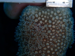 Porites porites