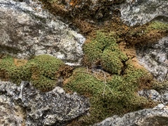 Ulota crispa