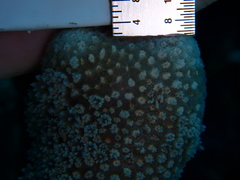 Porites porites