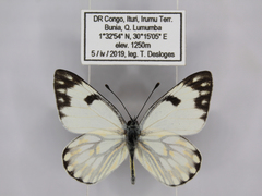 Pontia helice johnstonii