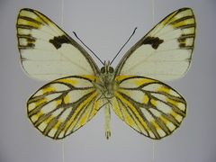 Pontia helice johnstonii
