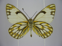 Pontia helice johnstonii