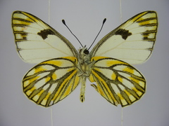 Pontia helice johnstonii