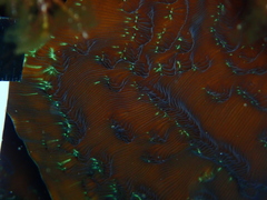 Helioseris cucullata