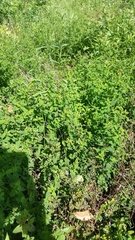 Hypericum maculatum obtusiusculum