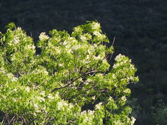 Fraxinus cuspidata