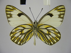 Pontia helice johnstonii
