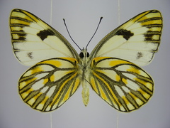 Pontia helice johnstonii