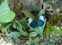 Heliconius sapho leuce