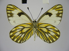 Pontia helice johnstonii