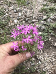 Zeltnera beyrichii