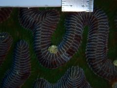 Colpophyllia natans image