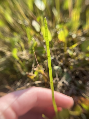 Image of Carolina Grasswort (Lilaeopsis carolinensis) by (c) harrier, some rights reserved (CC BY)