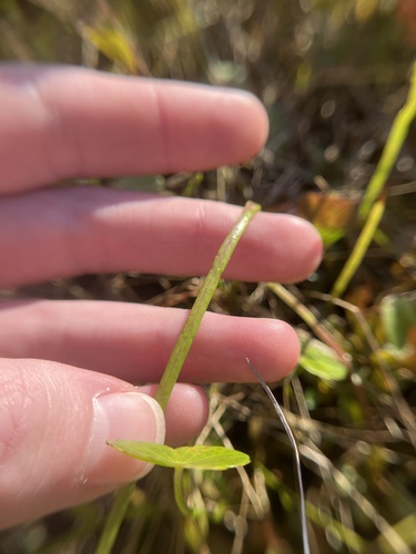 Image of Carolina Grasswort (Lilaeopsis carolinensis) by (c) harrier, some rights reserved (CC BY)