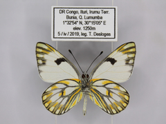 Pontia helice johnstonii
