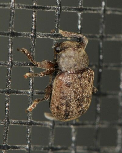 Large Juniper Xanthonian photo 3