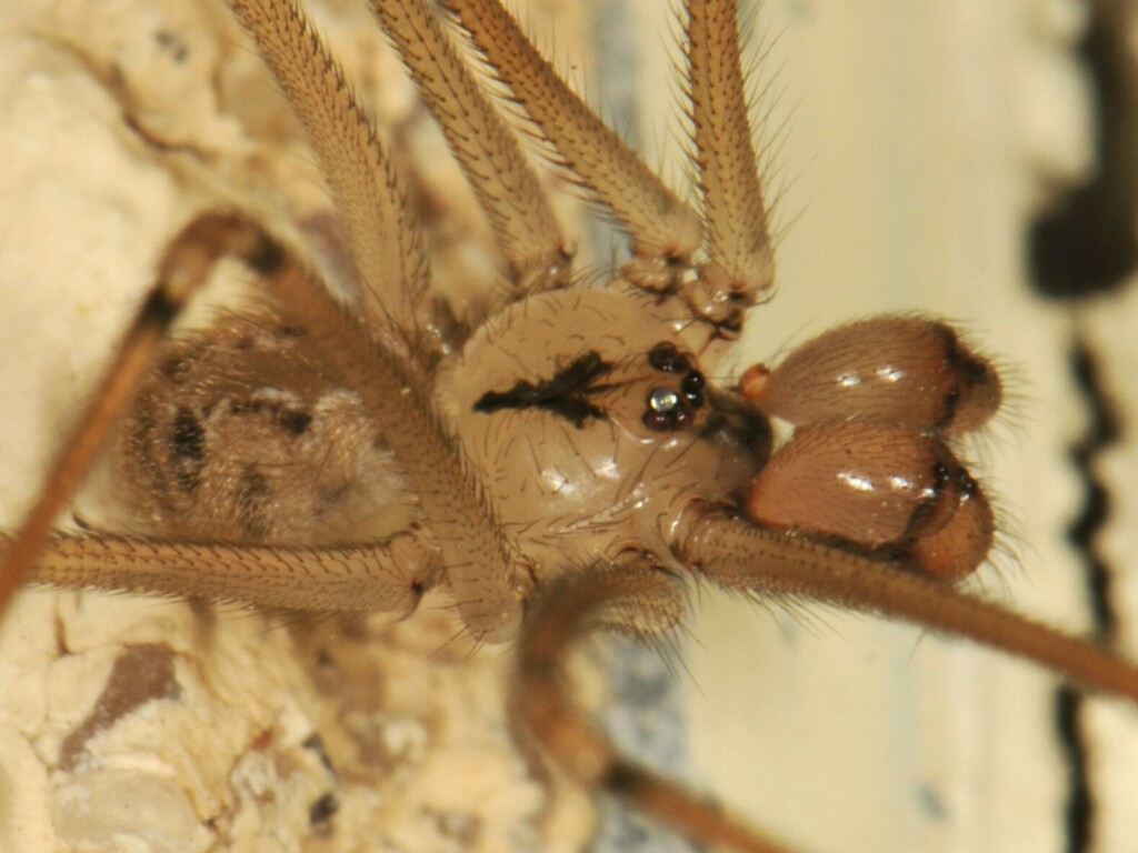 Physocyclus enaulus