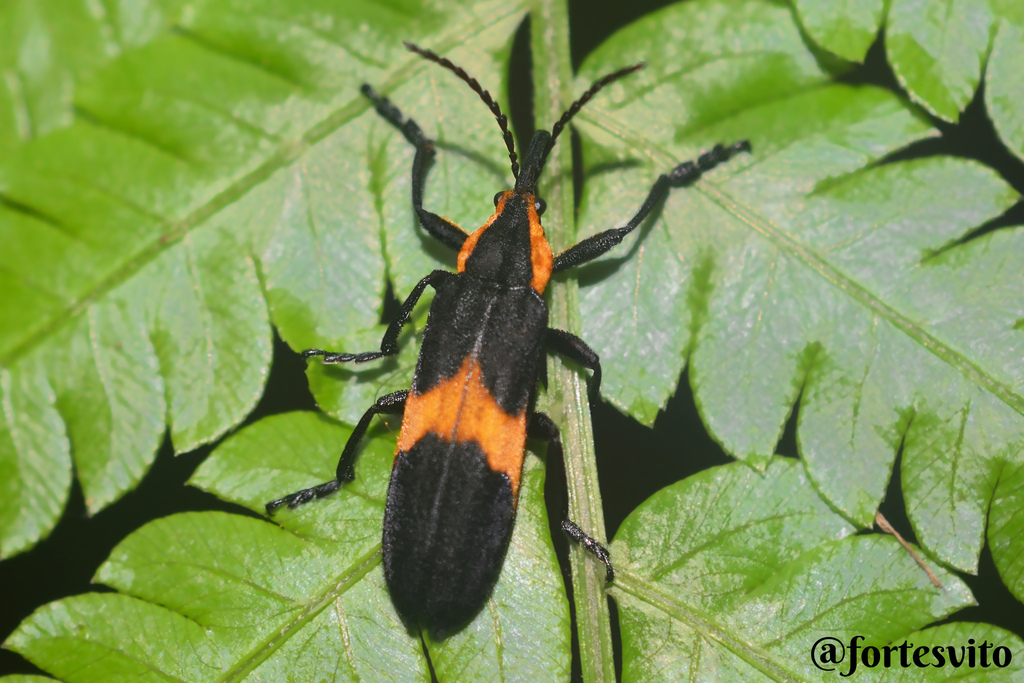 Homalocerus lyciformis