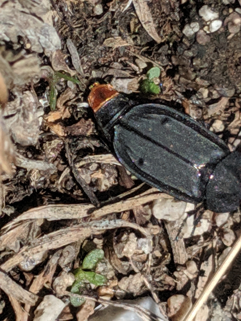 Thanatophilus coloradensis