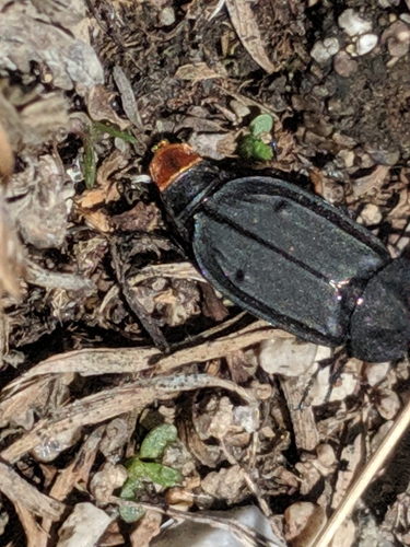 Thanatophilus coloradensis