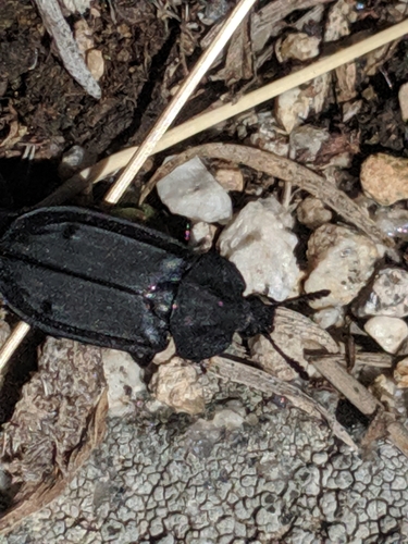 Colorado Carrion Beetle