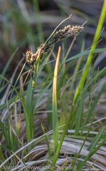 Carex macrochaeta
