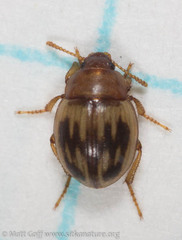 Phaleromela picta