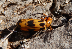 Pyrota fasciata