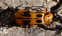 Pyrota fasciata