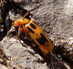Pyrota fasciata