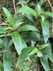 Seemannia sylvatica